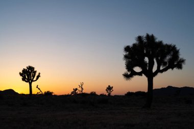 Joshua Tree ve Mojave Çölü, Joshua Tree Ulusal Parkı, CA, ABD