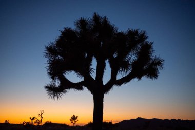 Joshua Tree 'nin arka ışığı alacakaranlıkta şekiller yaratıyor ve gün sona eriyor, Joshua Tree NP, California 
