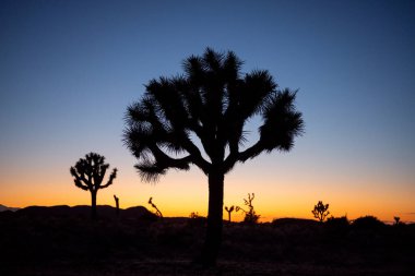 Joshua Tree 'nin arka ışığı alacakaranlıkta şekiller yaratıyor ve gün sona eriyor, Joshua Tree NP, California 