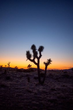 Joshua Tree 'nin arka ışığı şafak sökerken şekiller yaratıyor ve gün sona eriyor, Joshua Tree NP, California 