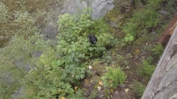 Черный Медведь Дикой Природе — стоковое видео