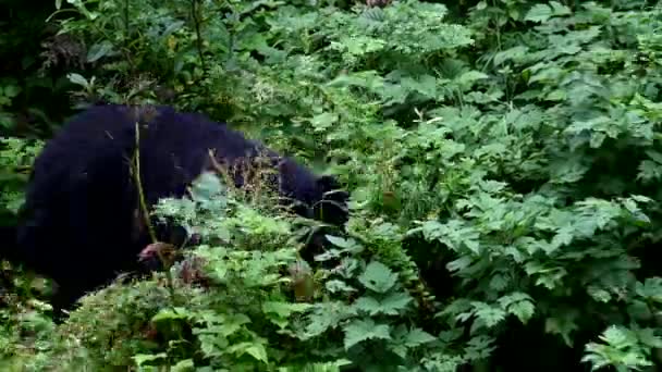 Черный Медведь Дикой Природе — стоковое видео