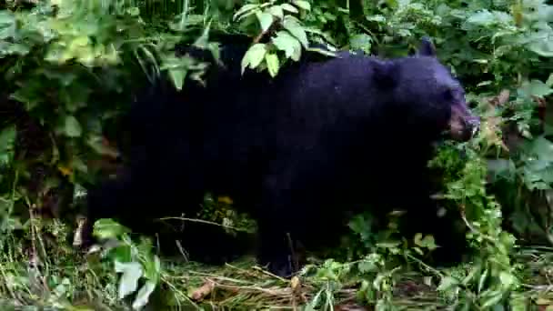 Černý Medvěd Divočině — Stock video