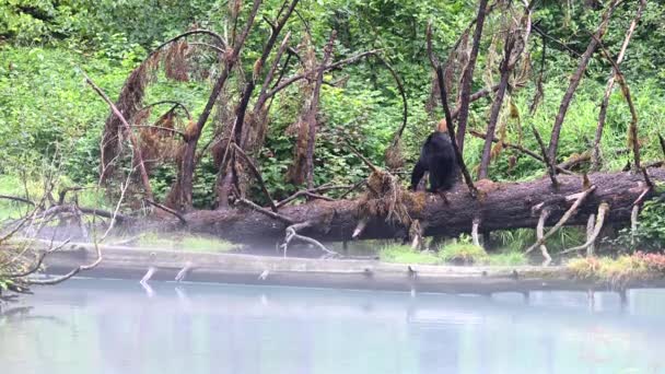 荒野にいる黒クマ — ストック動画