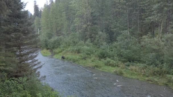 灰熊在野外 — 图库视频影像