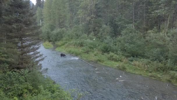 Медведь Гризли Дикой Природе — стоковое видео
