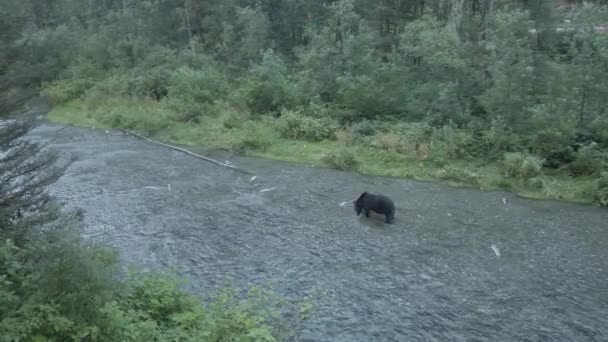 Urso Pardo Natureza — Vídeo de Stock