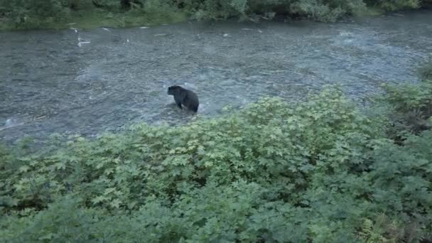 Grizzlybär Freier Wildbahn — Stockvideo