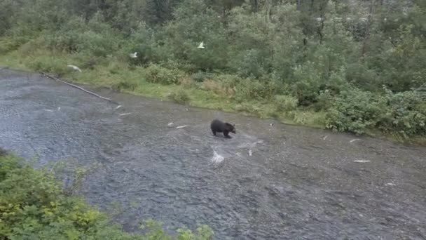 Ursul Grizzly Sălbăticie — Videoclip de stoc