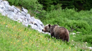Vahşi doğada boz ayı