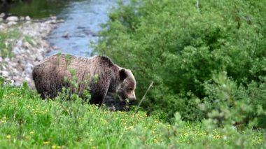 Vahşi doğada boz ayı