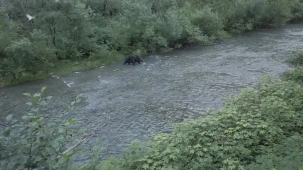 Orso Grizzly Natura — Video Stock