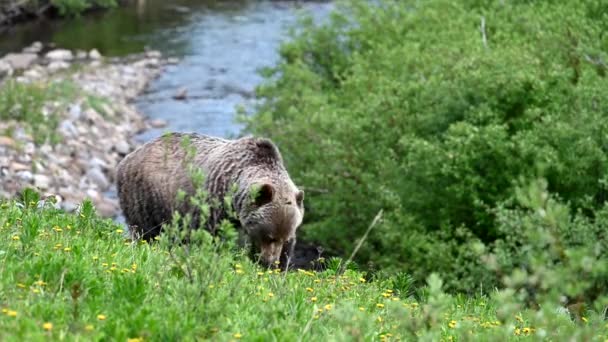 Grizzlybär Freier Wildbahn — Stockvideo