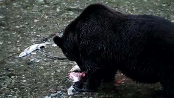 Grizzly Bear Wild — Stock Video