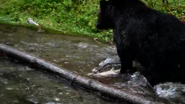 야생의 회색곰 — 비디오