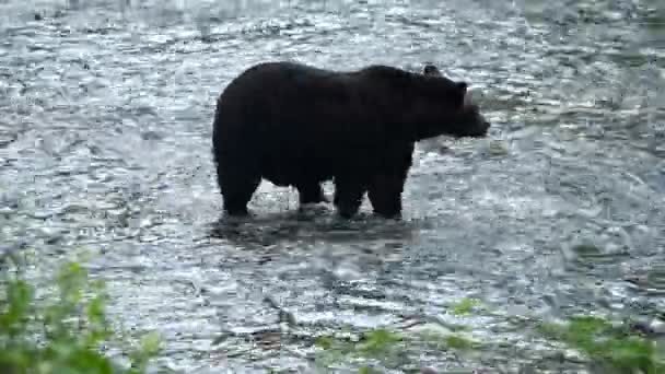 야생의 회색곰 — 비디오