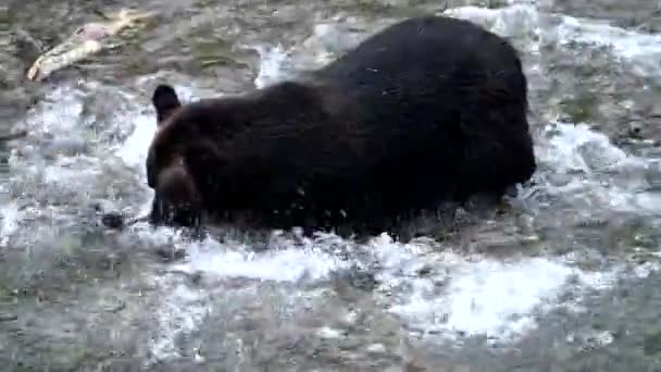 Urso Pardo Natureza — Vídeo de Stock