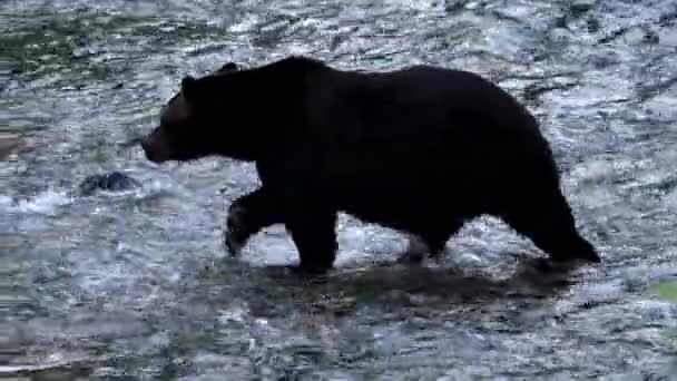 Medvěd Grizzly Divočině — Stock video