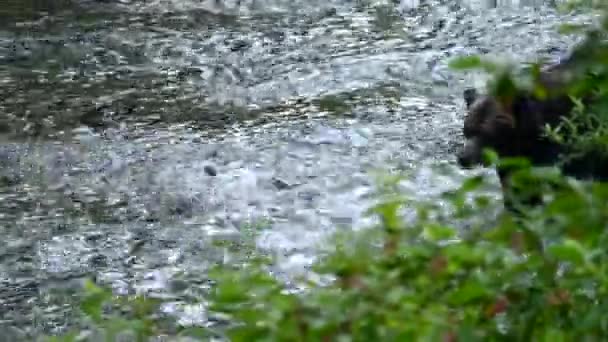 Медведь Гризли Дикой Природе — стоковое видео