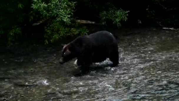 Γκρίζλι Αρκούδα Στην Άγρια Φύση — Αρχείο Βίντεο