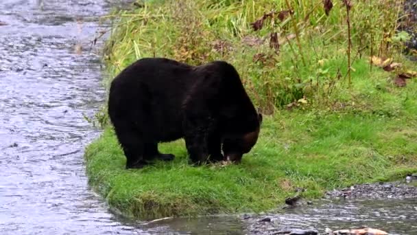 Niedźwiedź Grizzly Dziczy — Wideo stockowe