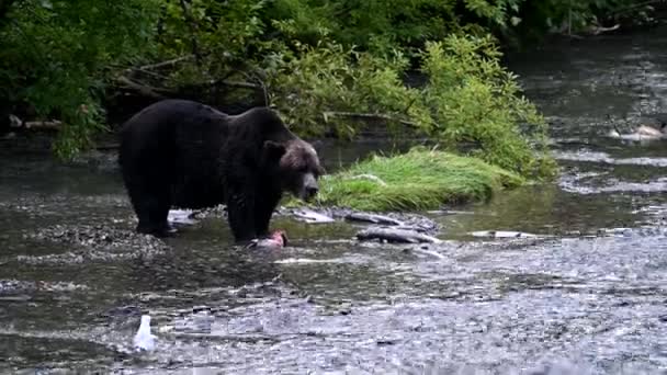 Medvěd Grizzly Divočině — Stock video