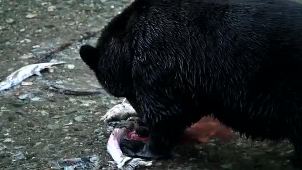 Niedźwiedź Grizzly Dziczy — Wideo stockowe