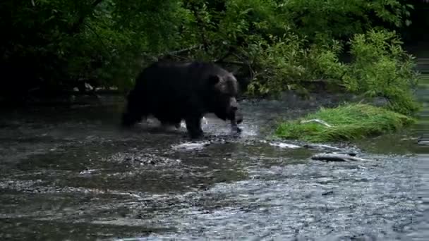 Grizzly Medve Vadonban — Stock videók