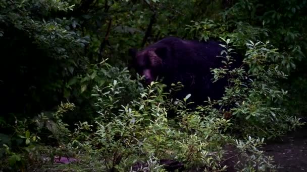 灰熊在野外 — 图库视频影像