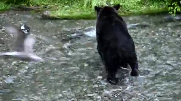 Grizzly Medve Vadonban — Stock videók