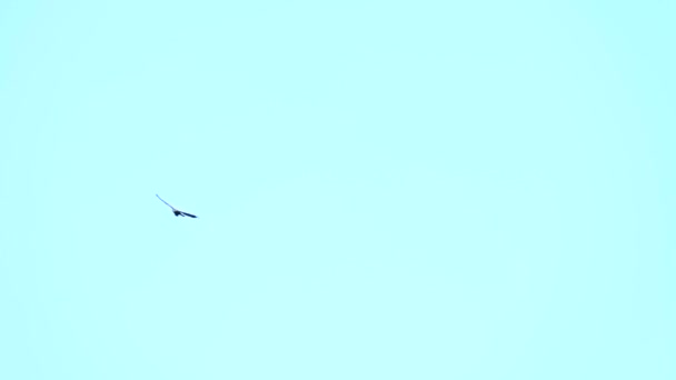 Weißkopfseeadler Freier Wildbahn — Stockvideo