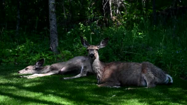 Mule Deer Early Summer — Stock Video