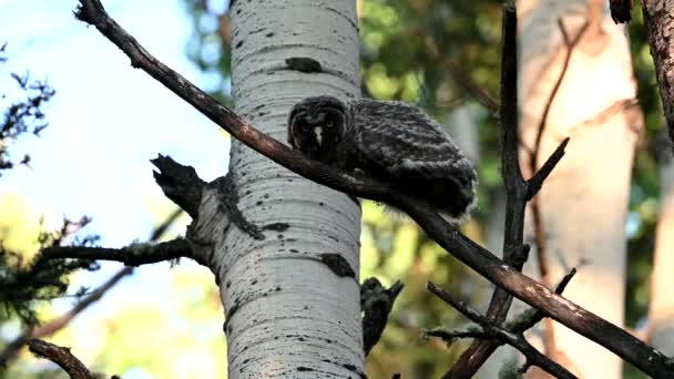 Great Grey Owl Its Nest Spring — Stock Video