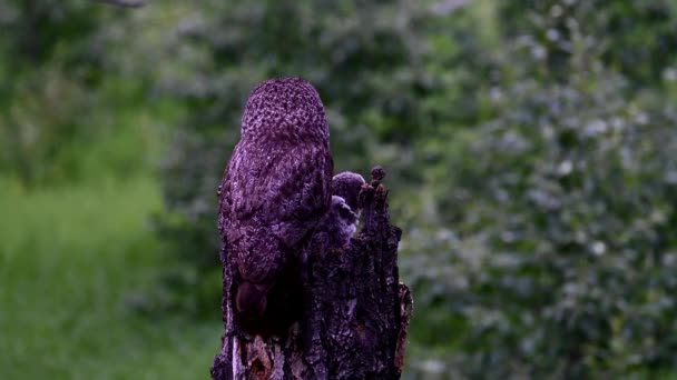Большая Серая Сова Гнезда Весной — стоковое видео