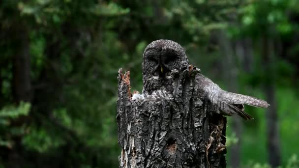 Burung Hantu Abu Abu Besar Sarangnya Musim Semi — Stok Video