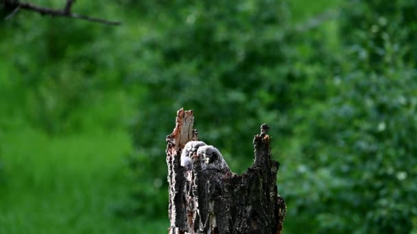 春の巣に大きな灰色のフクロウ — ストック動画