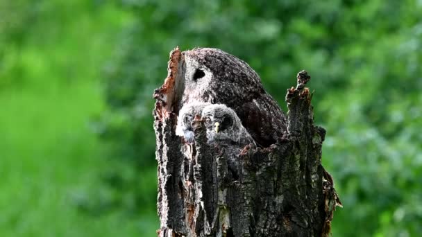 赤ちゃんと春の巣に大きな灰色のフクロウ — ストック動画