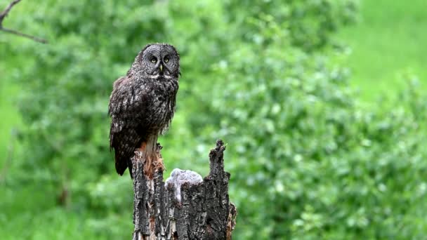 Great Grey Owl Its Nest Spring Babies — Stock Video
