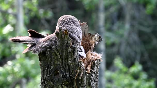 Büyük Gri Baykuş Baharda Yuvasında — Stok video