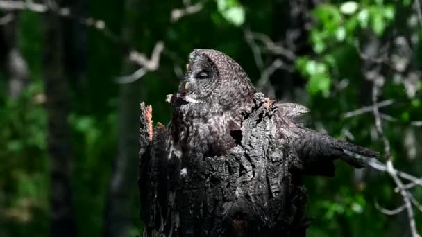 春の巣に大きな灰色のフクロウ — ストック動画