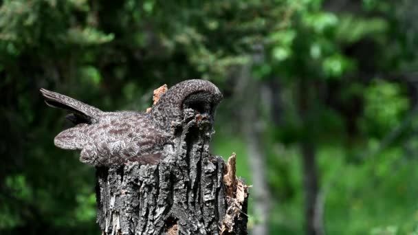 春天的时候 大灰猫头鹰在它的窝里 — 图库视频影像