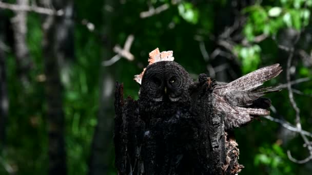 Большая Серая Сова Гнезда Весной — стоковое видео