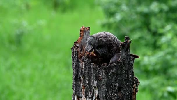 Great Grey Owl Its Nest Spring — Stock Video
