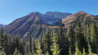 Sonbaharda altın bir tarla kuşu