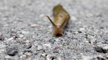 Vancouver 'da muz salyangozu