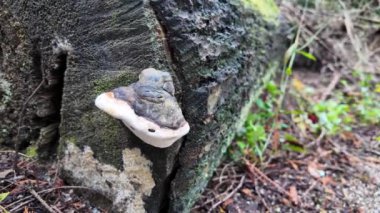 Vancouver 'da yağmur ormanı, BC