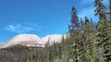 Sonbaharda altın bir tarla kuşu