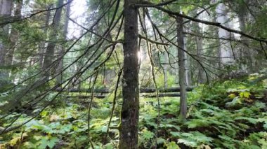 Temperate rainforest in Vancouver