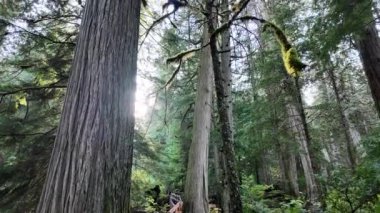 Temperate rainforest in Vancouver
