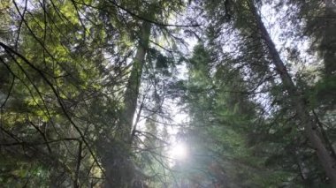Temperate rainforest in Vancouver